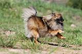 SPITZ ALLEMAND 279